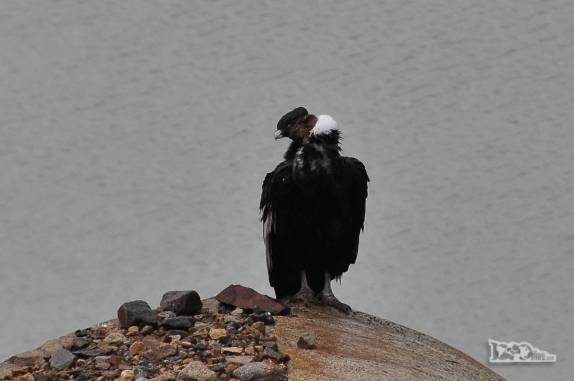 Um majestoso condor descansa ao lado da Laguna Torre, no Parque Nacional Los Glaciares, perto de El Chaltén, na Argentina